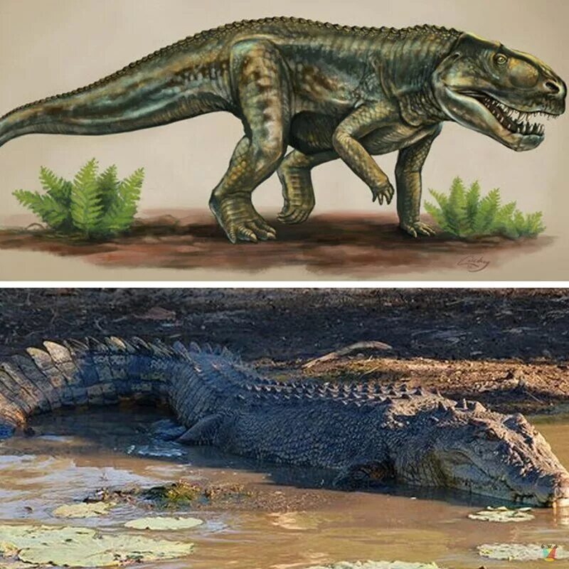 Крокодил Император Саркозух. Древний крокодил дейнозух. Древний крокодил Саркозух. Саркозух вымершие крокодиломорфы.