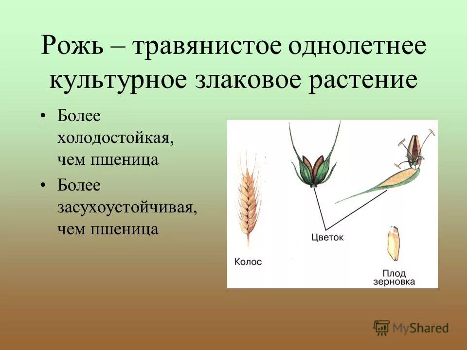 Строение пшеницы ржи ячменя. Строение злакового зерна пшеницы. Пшеница строение растения схема. Строение злаковых пшеницы. Какие части ты видишь у растения