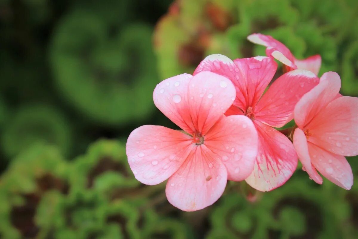 Герань 7. Pink Geranium пеларгония. Пеларгония Scottow Star. Пеларгония Бермуда. Пеларгония Lotusland.