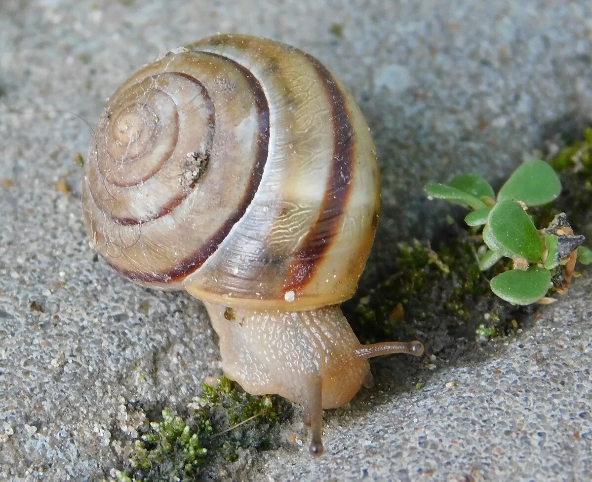 Земляной улитки Cepaea nemoralis. Садовая улитка брюхоногие моллюски. Брюхоногие моллюски гастропода. Улитка Садовая цепея. Брюхоногие черви