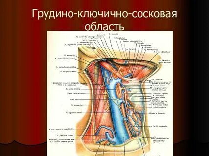 Грудино ключично сосцевидная область шеи
