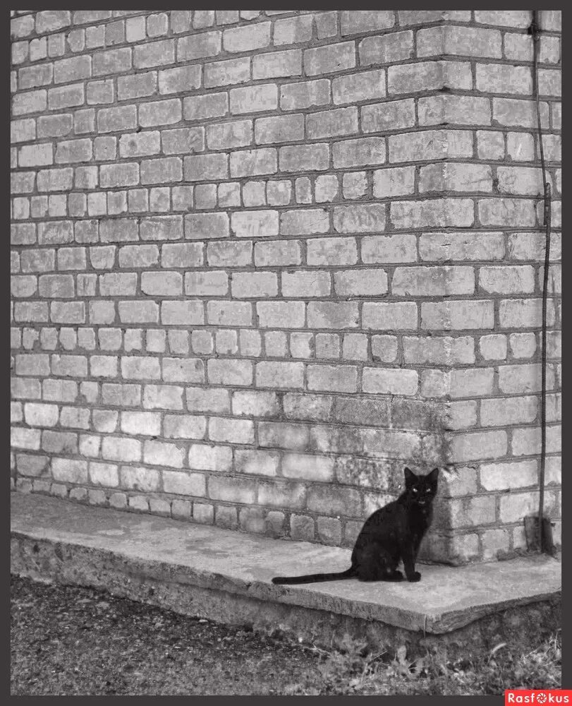 жил да был чёрный кот за углом. черный кот текст. жил да был чёрный кот. мурка ты мой мурёночек. черный кот за углом.