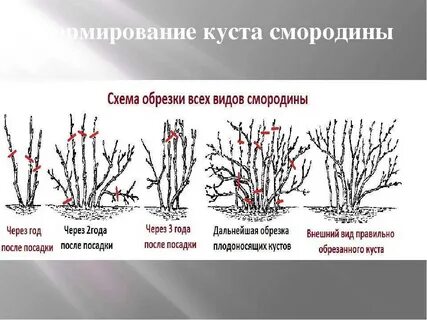 Как правильно обрезать смородину видео