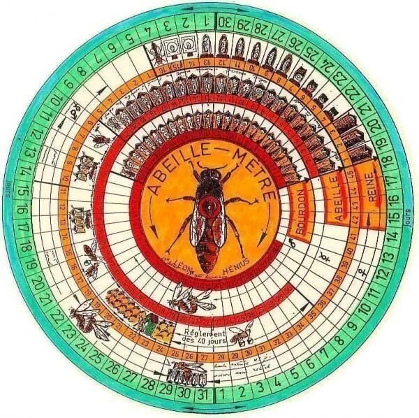 Таблица развития пчел. Календарь пчеловода вывода маток. Календарь вывода пчелиных маток. Таблица вывода маток пчел. Календарь пчеловода вывода рабочей пчелы.