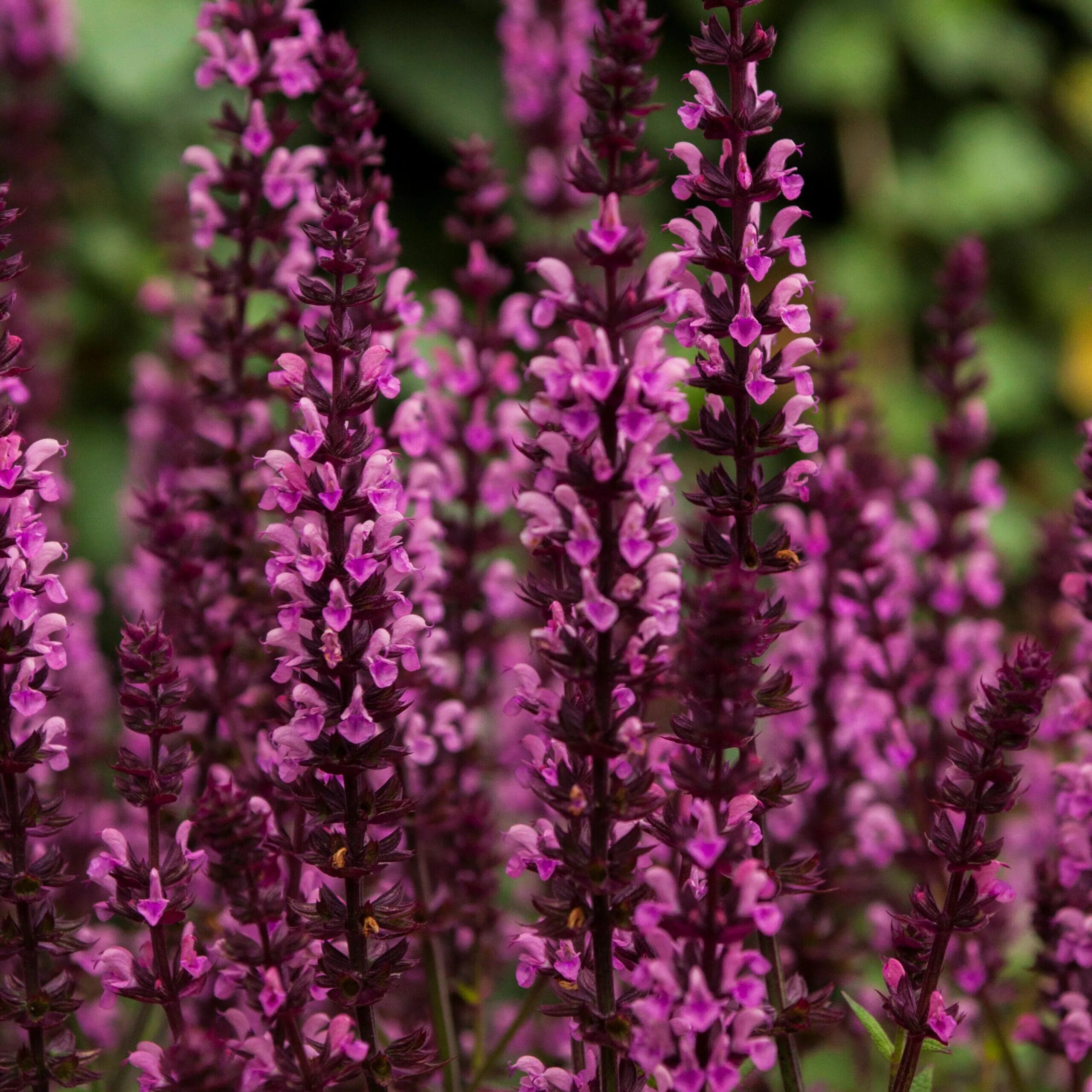 Шалфей дубравный роуз. Шалфей роуз квин. Сальвия дубравная роуз квин. Шалфей роуз квин. Шалфей дубравный роуз квин.
