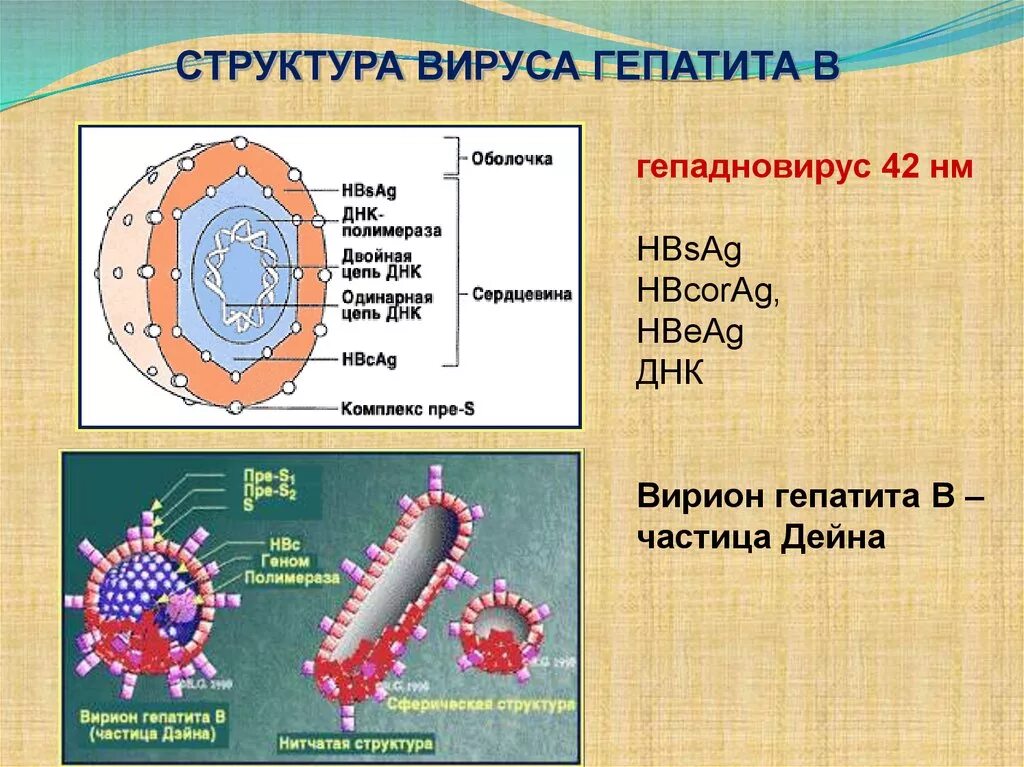 Вирус гепатита b антигенная структура. Строение вириона гепатита в. Вирус гепатита b строение вириона. Вирус гепатита b схема строения. Гепатит количество вирусов