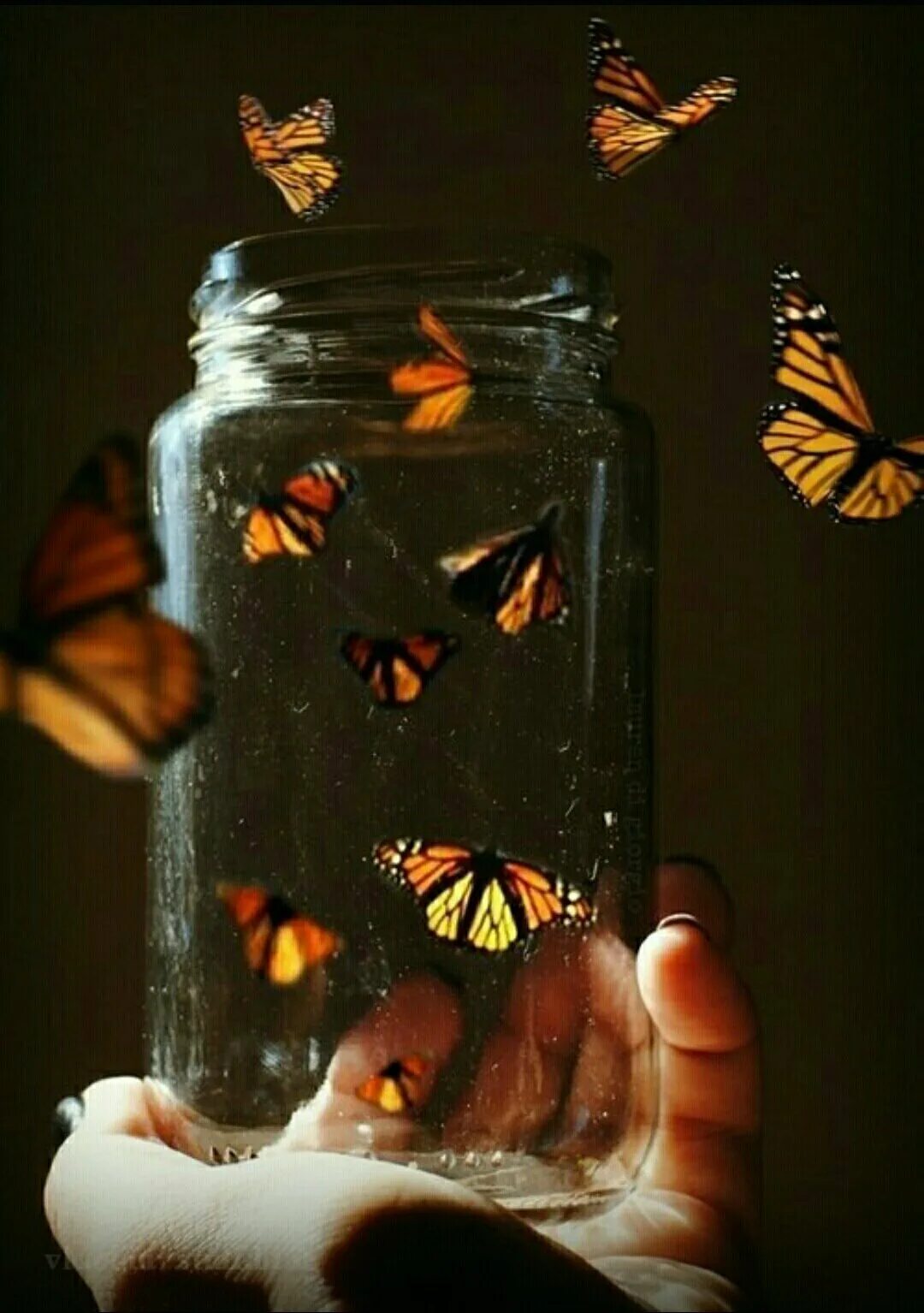 Поймайте бабочек в баночку для лекарств геншин. Мотыльки в банке. Бабочка в банке Эстетика. Бабочки вылетают из банки. Бабочки внутри.
