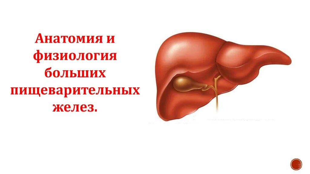 Железо в печени животных. Железо в печени животных
