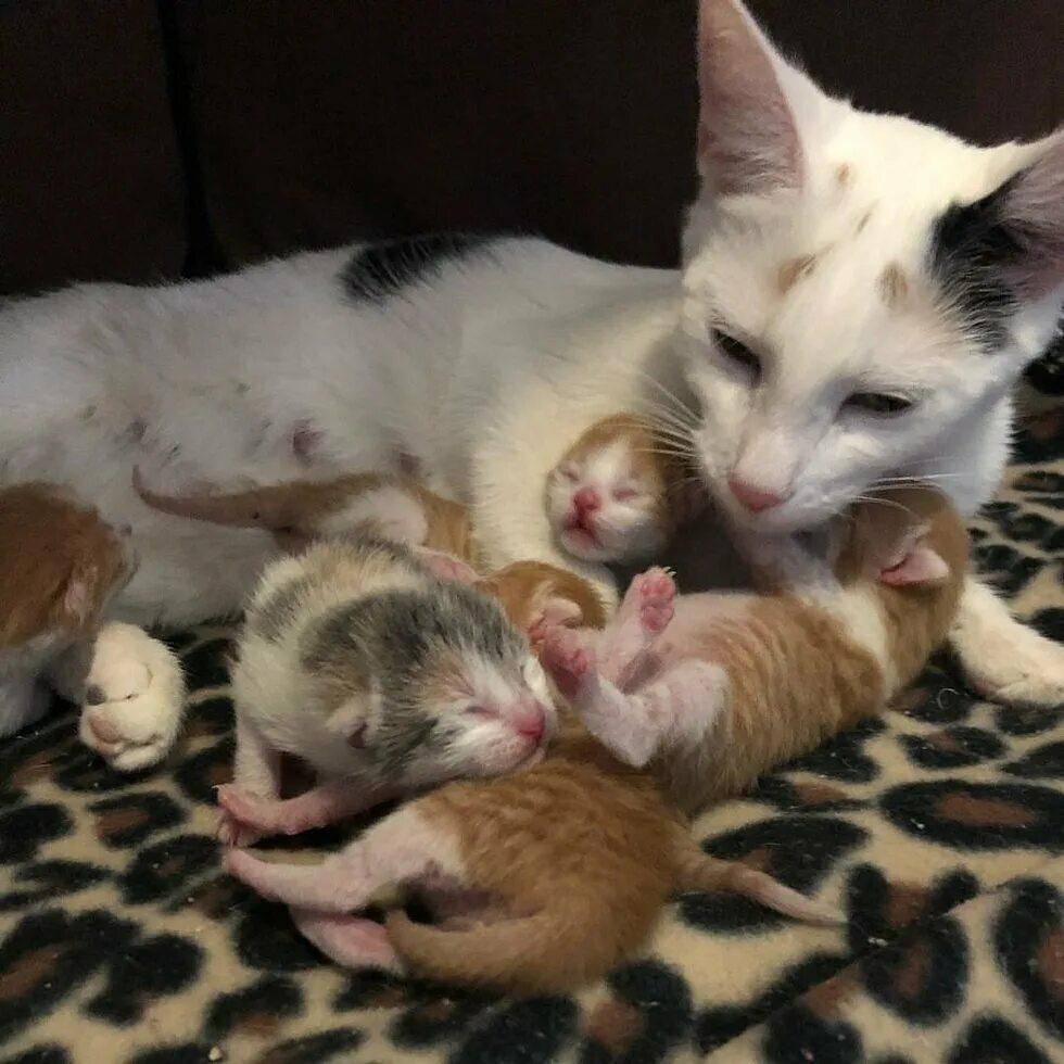 Новорожденные котята купить. Новорожденные котята. Новорожденный котенок. Сиамские котята.