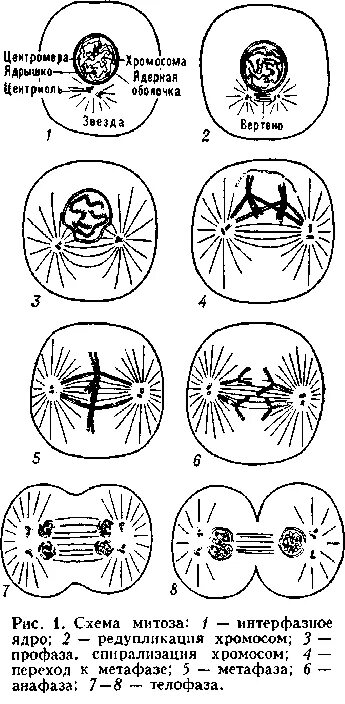 Удвоение центриолей спирализация хромосом. Кариокинез растительных клеток. Митоз схема. Удвоение хромосом происходит в профазе. Морфология метафазы кариокинеза.