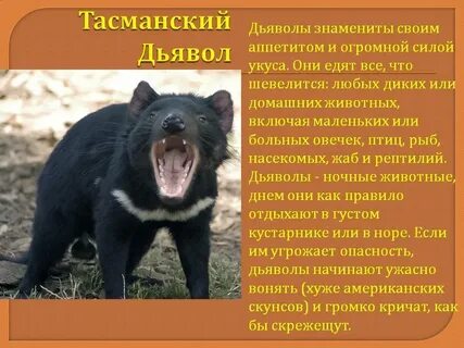 Где обитает дьявол