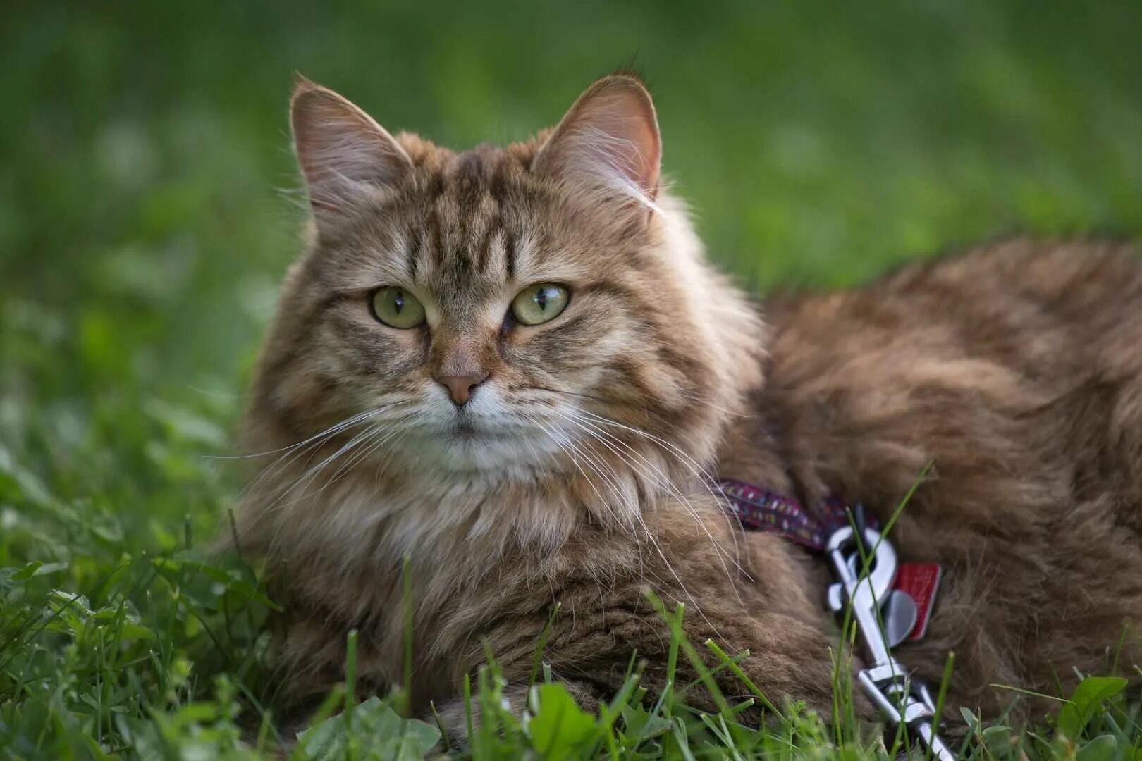 Кошки сиб. Сибирская кошка. Сибирский длинношерстный кот. Породистые Сибирские кошки. Сибирские кот и кошка.
