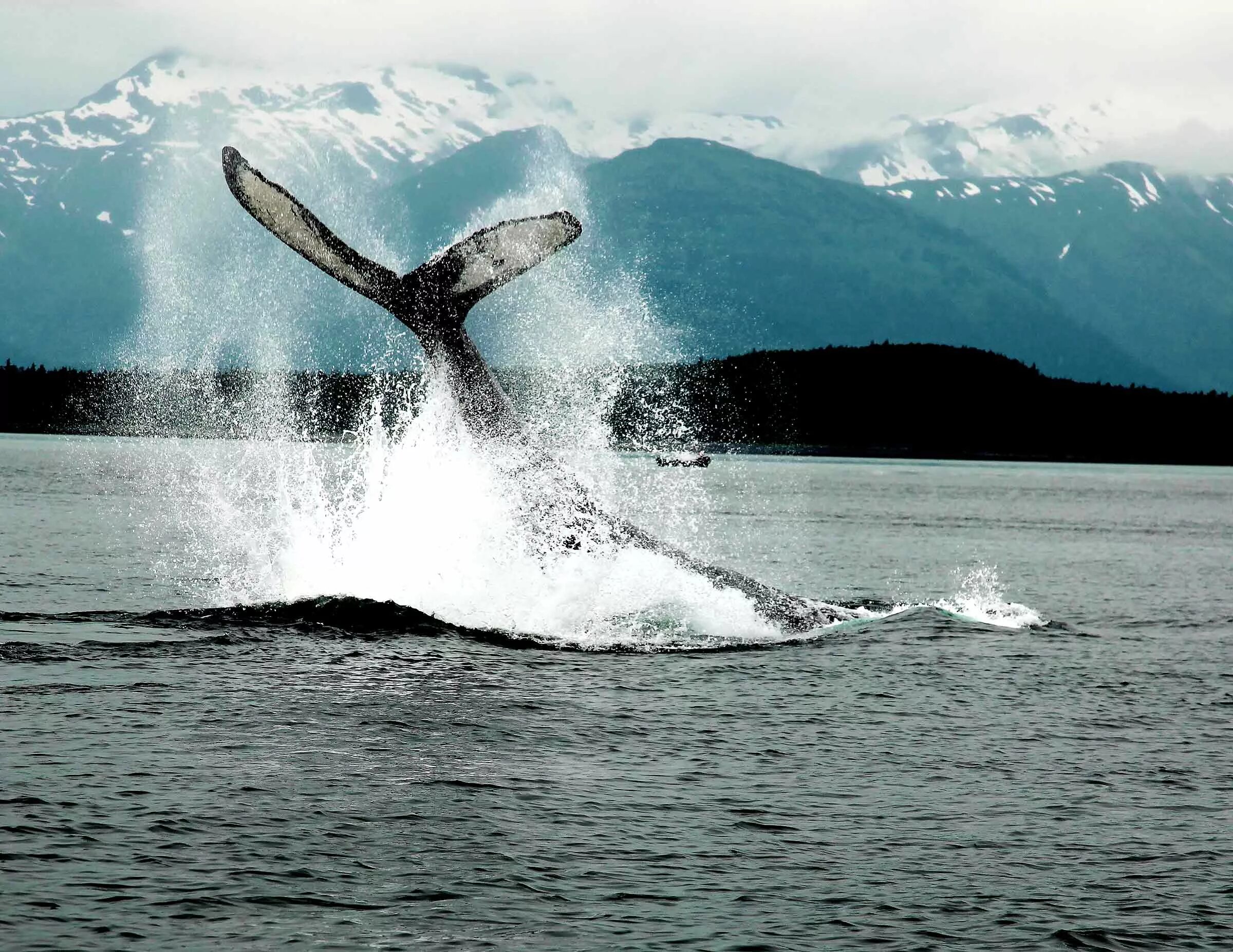 Аляска киты в Джуно. Гренландский кит Аляска. Киты в Джуно. Ситка Аляска киты. Аляска кит