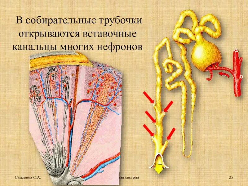 Какой процесс происходит в собирательной трубочке. Какой процесс происходит в собирательной трубочке. Какой процесс происходит в собирательной трубочке. Собирательные почечные трубочки. Какой процесс происходит в собирательной трубочке.