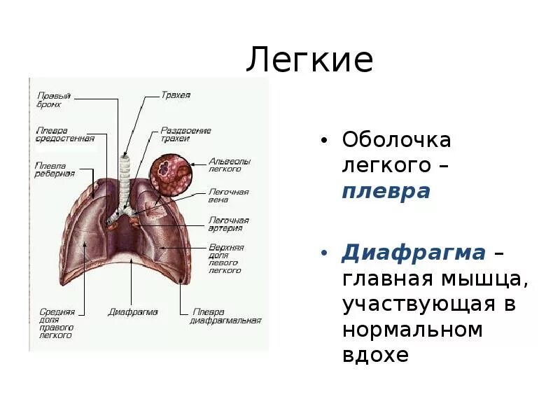 Выполняет функцию диафрагмы. Строение плевры. Строение лёгких человека плевра. Строение плевры легких.