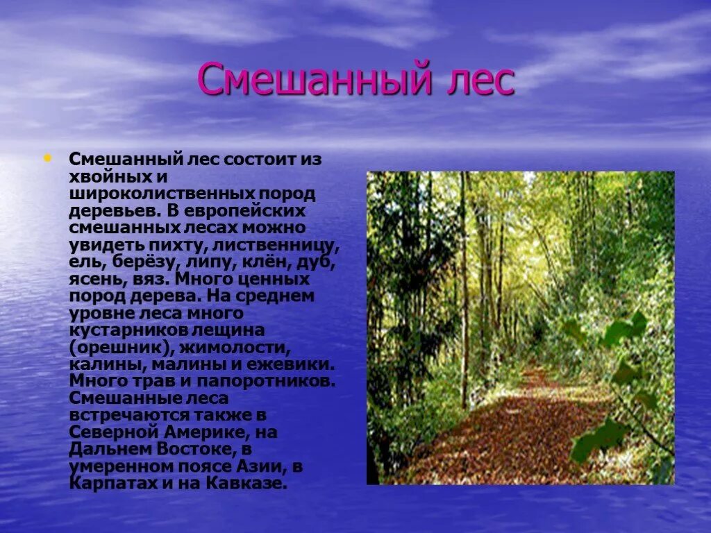 5 зон сообщения. Рассказ о лесе. Доклад про лес. Рассказ о зоне лесов. Описание леса.