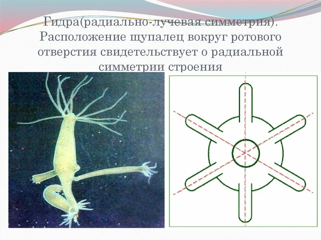 Тип симметрии животного радиальную. Симметрия тела гидры радиальная лучевая. Полип гидра симметрия тела. Гидра Кишечнополостные лучевая симметрия. Радиальная симметрия.