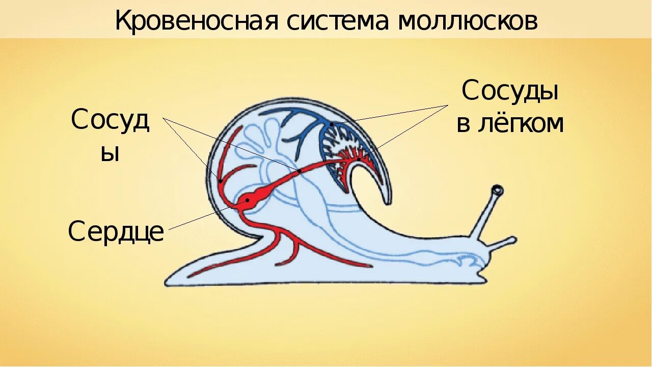 Моллюски имеют сердце. Брюхоногие моллюски дыхательная система. Строение кровеносной системы брюхоногих моллюсков. Дыхательная система брюхоногих моллюсков. Сердце брюхоногих моллюсков.