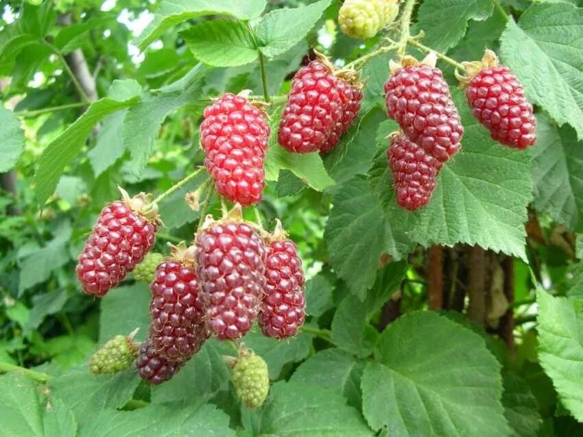 ежемалина отзывы садоводов