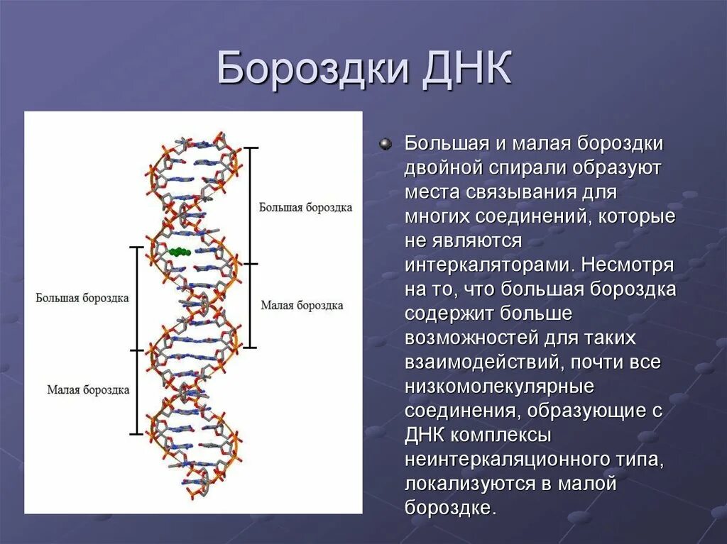 Одно из составляющих днк. Большая и малая бороздка ДНК. Бороздки ДНК. Большая бороздка ДНК. Большие и малые бороздки ДНК.