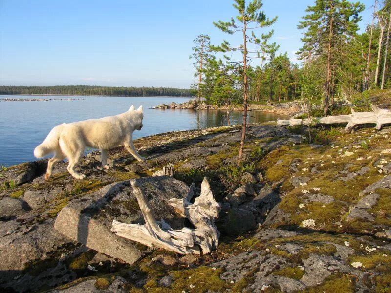 Белое озеро карелия. Северный олень в карелии. Водятся ли в карелии. Медведь в карелии. Огромный медведь в карелии.