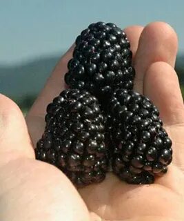 Арк фридом