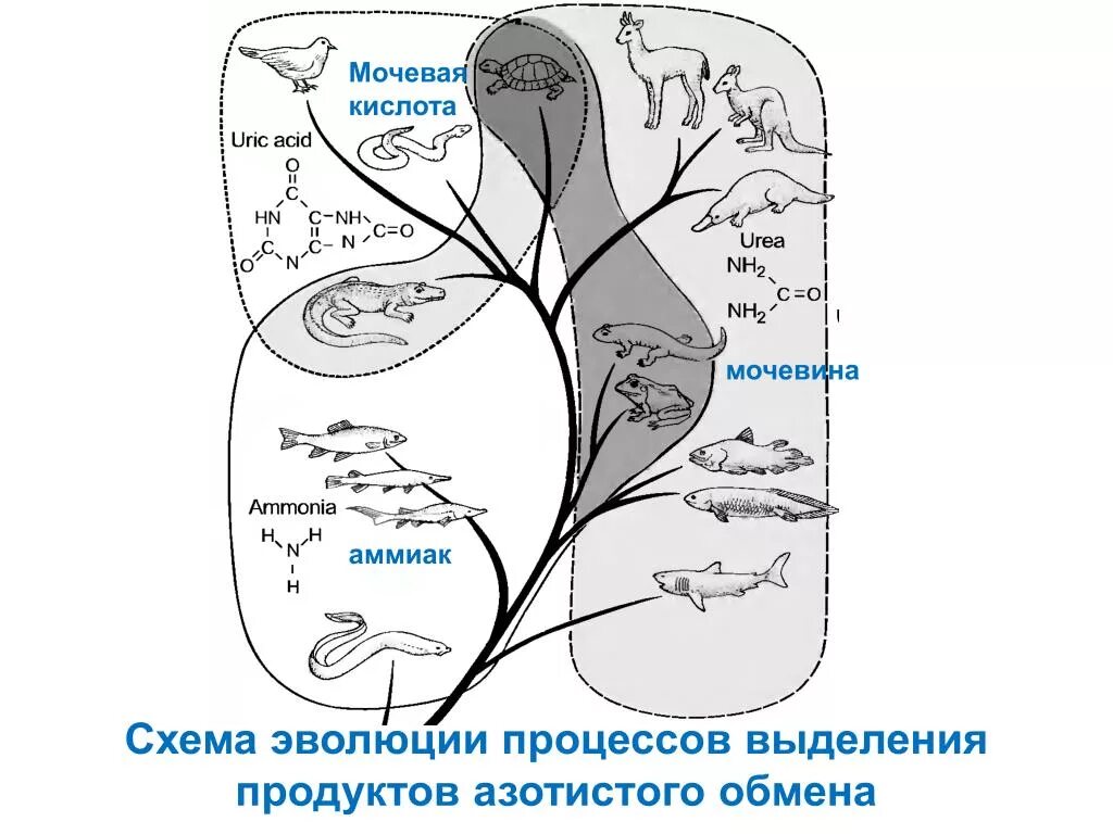 Основной конечный продукт азотистого обмена. Мочевая кислота конечный продукт азотистого обмена у. Аммиак мочевина мочевая кислота. Схема процесса выделения. Эволюционный процесс схема.