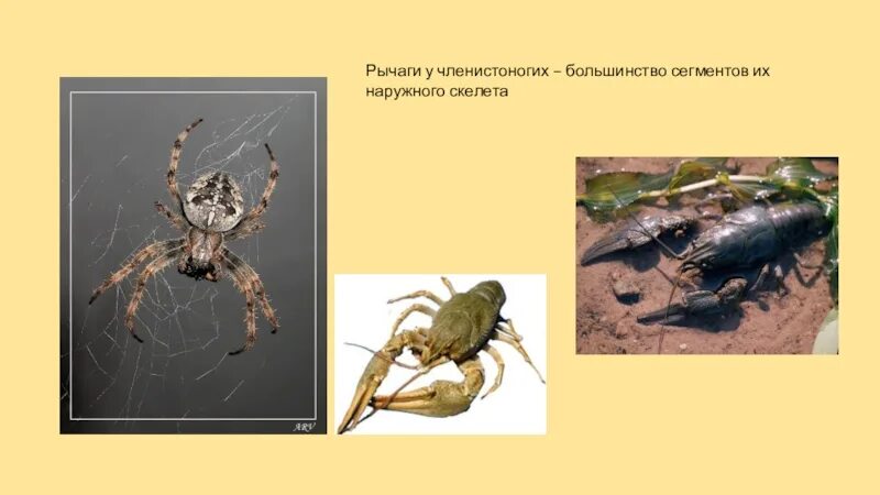 Объясните почему панцирь членистоногих является наружным скелетом. Наружный скелет членистоногих. рычаги в живой природе физика. рычаги в природе насекомые. рычаги в природе презентация.