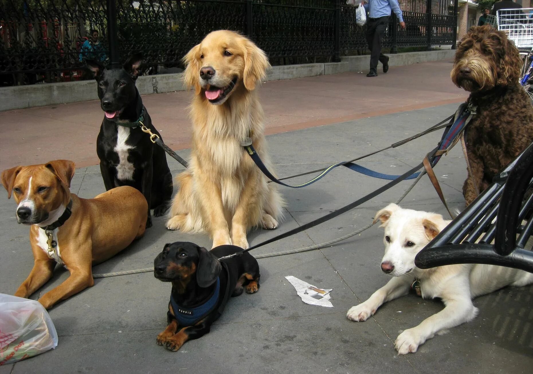 Walking pet. Поводок для собак. Выгульщик собак. Много собак на поводке. Выгуливать собаку.