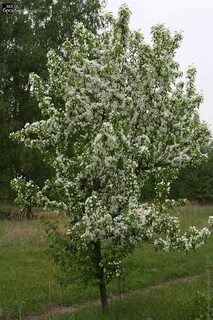 Яблоня дикорастущая или культурная