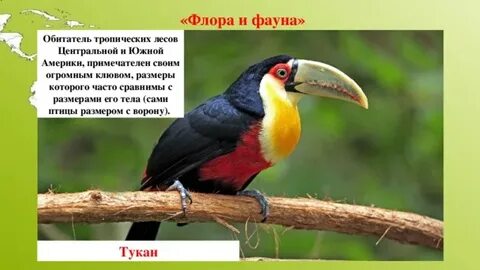 Растительный и животный южной америки