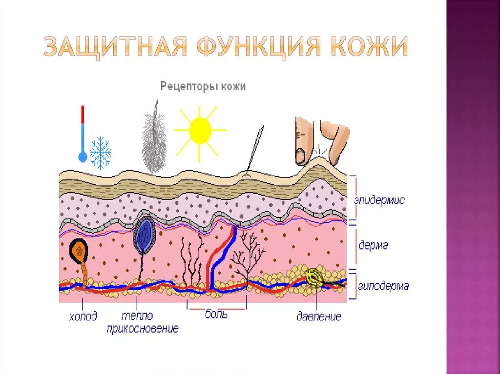 Кожа человека для детей