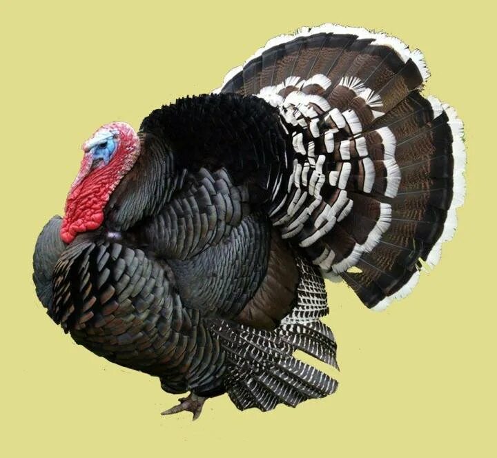 Бронзовая широкогрудая индейка. Индюк бронзовый широкогрудый. Бронзовая широкогрудая индейка. Бронза 708 индюки. Индюшата бройлерные бронза 708.