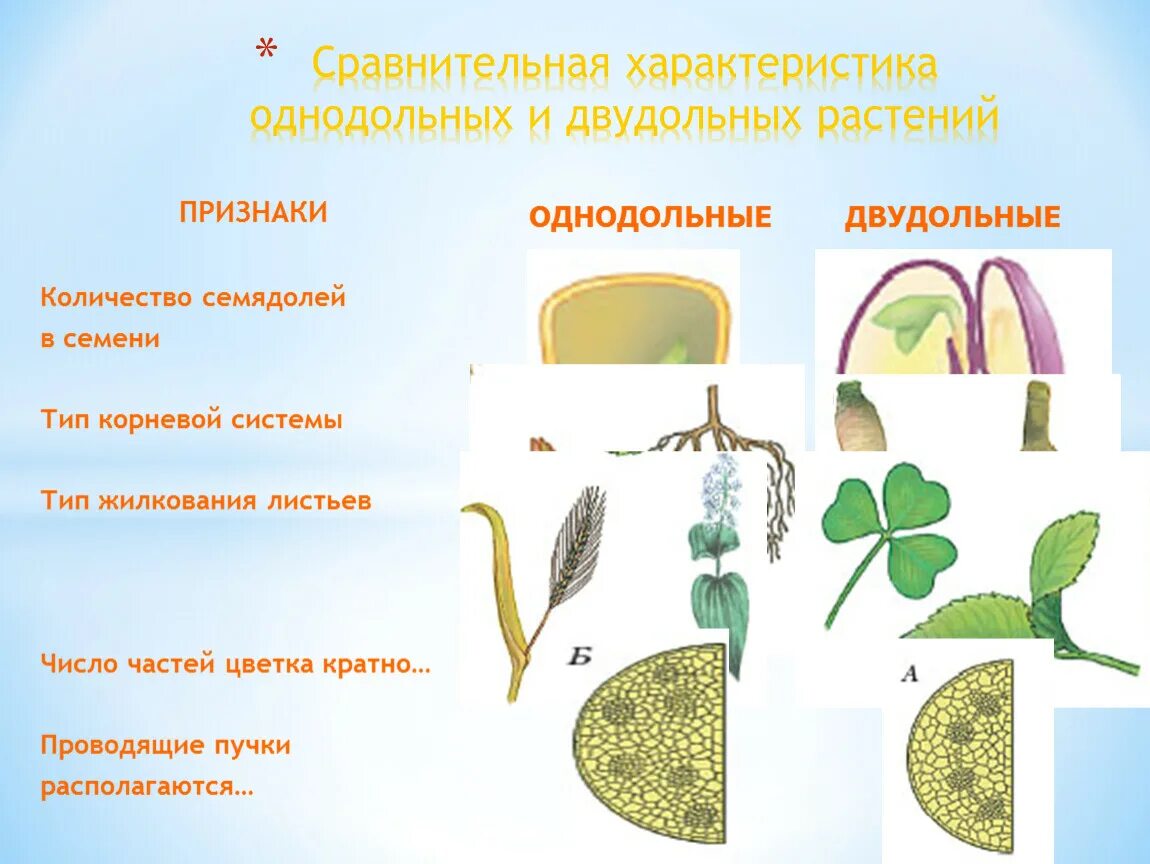 Система однодольных и двудольных растений. Класс Однодольные и двудольные растения. Проводящая система стебля однодольных и двудольных. Проводящая система однодольных растений. Основной признак однодольных