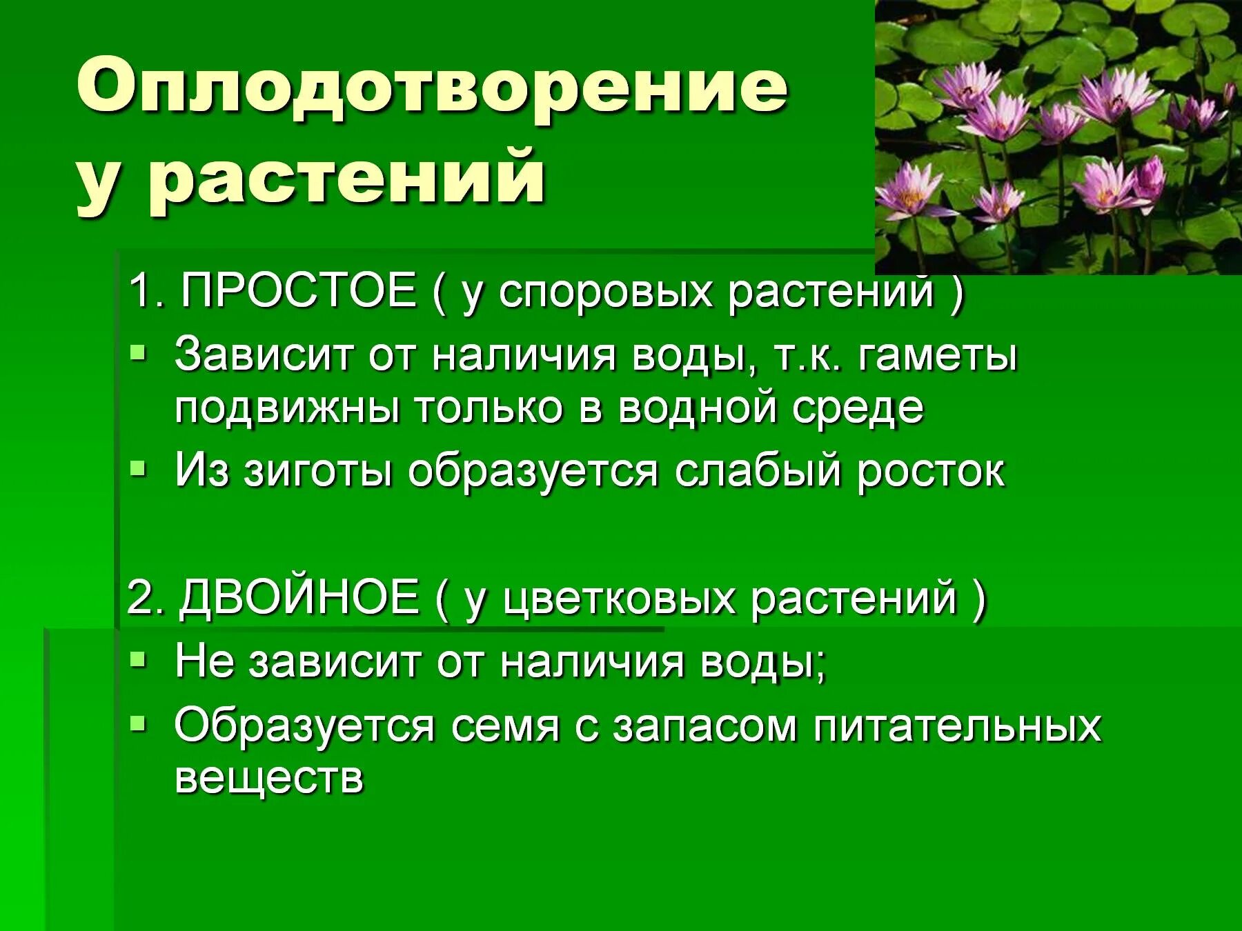 Особенности оплодотворения у растений. Цветковые растения особенности оплодотворения. Оплодотворение у цветковых растений кратко. Простое оплодотворение у растений.