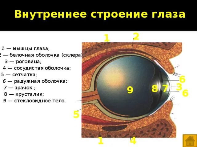 Цвет сосудистой оболочки. Оболочки глаза белочная сосудистая сетчатка. Оболочки глаза 1) белочная 2) сосудистая 3) сетчатка. Строение глаза сетчатка белочная сосудистая. Белочная оболочка склера строение.