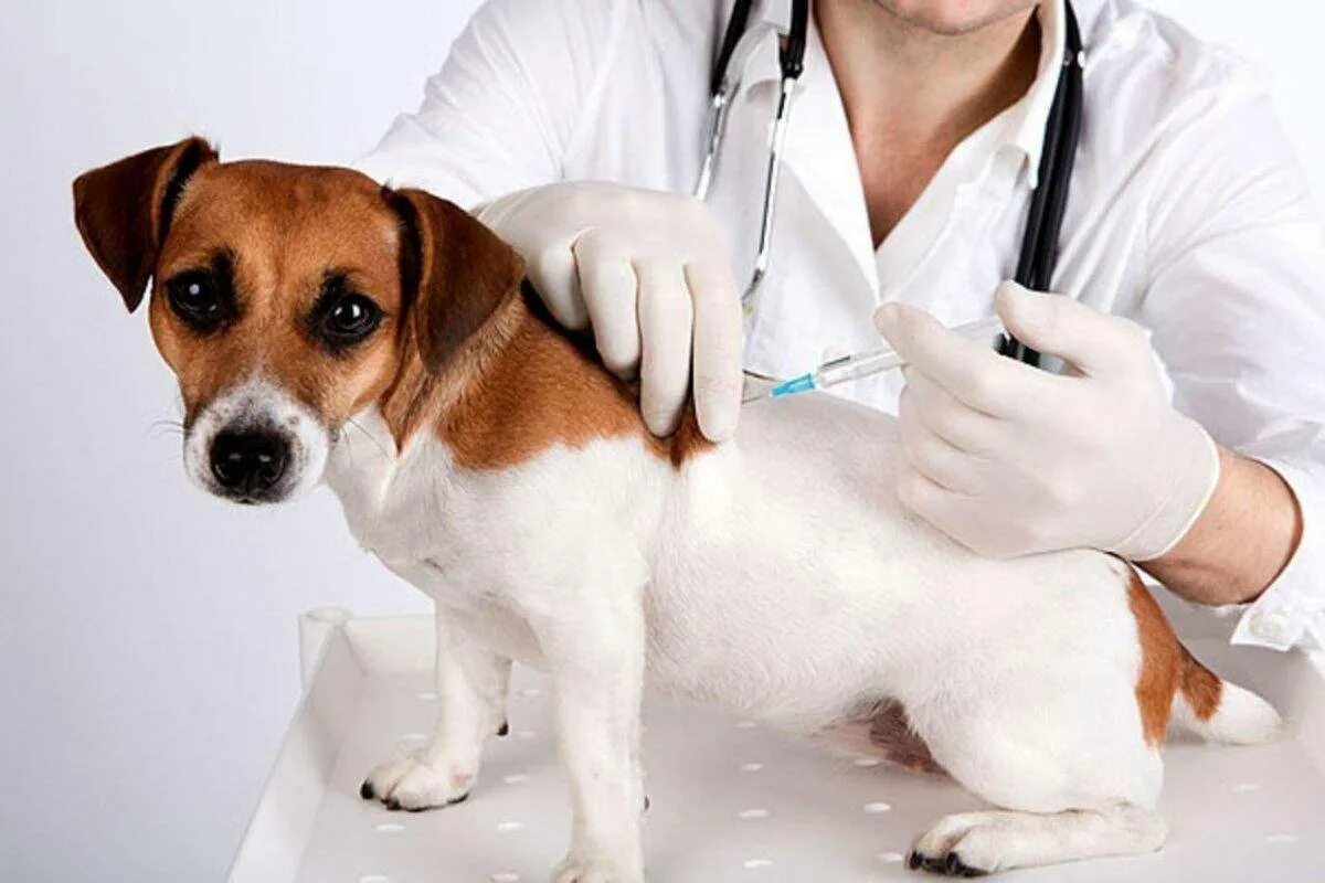 Иммунизация животных. Вакцинация животных. вакцинация омашнихживотных. прививка животным. вакцинация собак от бешенства.