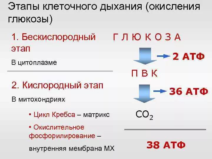 Процесс дыхания (этапы процесса дыхания).. Схема кислородного этапа клеточного дыхания. Клеточное дыхание схема этапов. Этапы кислородного дыхания таблица. Аэробное соединение