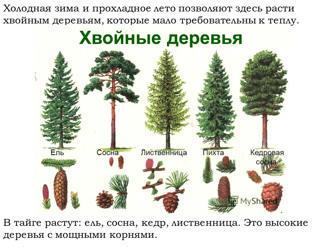 Ель сосна кедр пихта. Ель пихта сосна кедр лиственница. Ель сосна пихта лиственница. Хвоинки дерева сосна Кедровая.