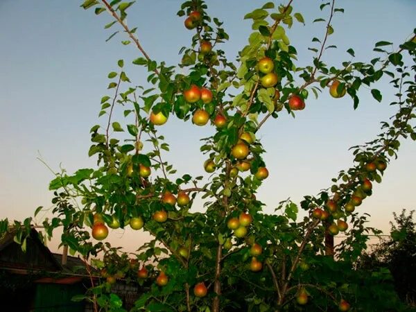 Груша Чижевского. Груша Чижевского вид саженца. Тарасовский питомник. Груша Чижевского фото. Груша чижевского описание сорта отзывы