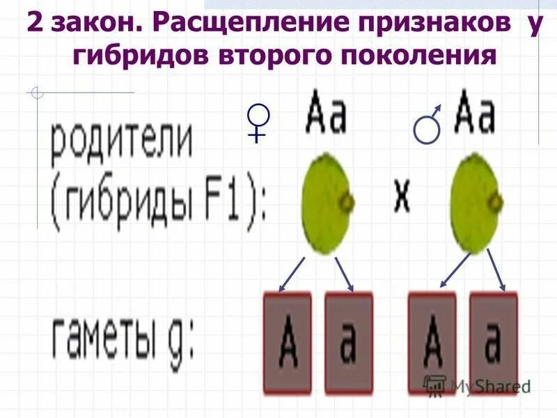 Расщепление признаков во втором поколении гибридов