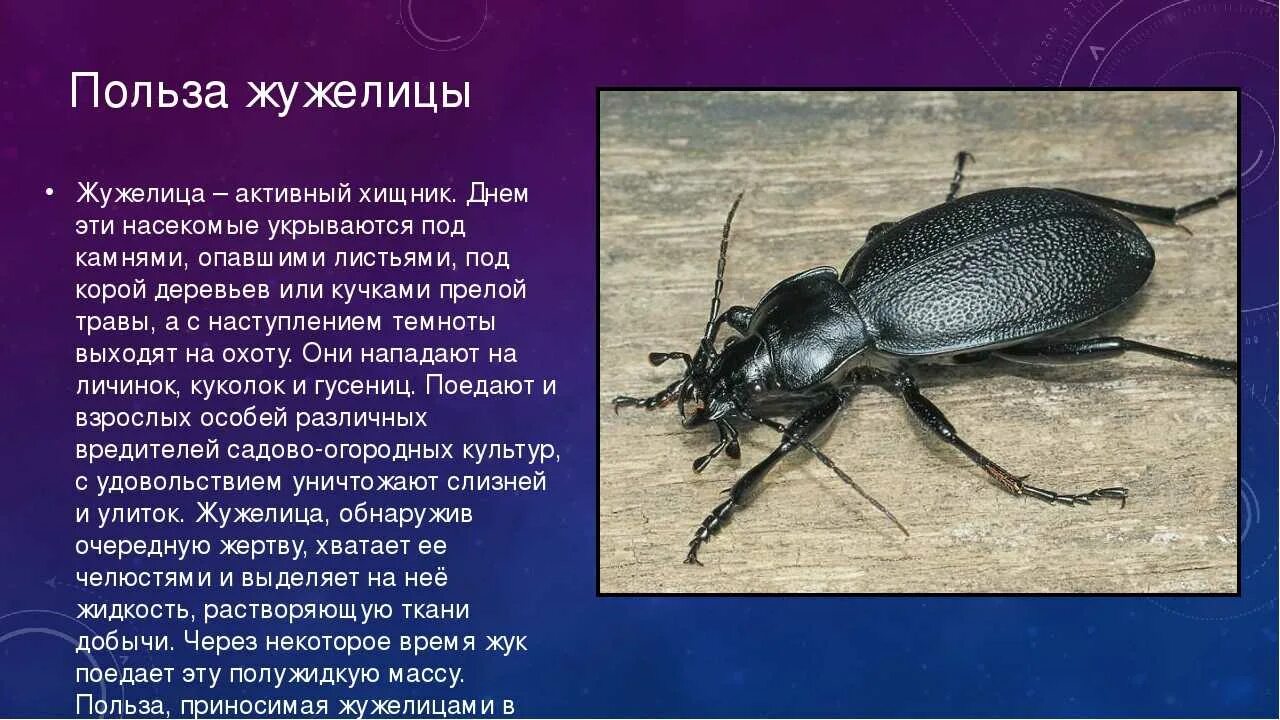 Жужелица вред