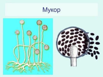 Гриб мукор