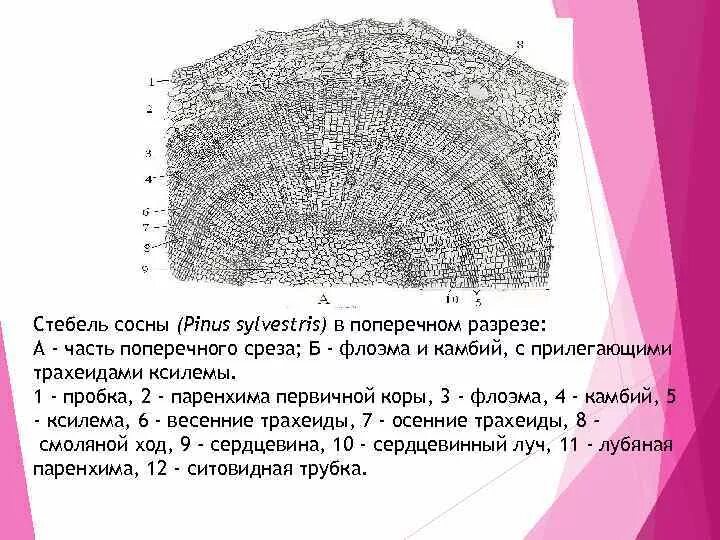 Поперечный срез ветки сосны. Строение стебля голосеменных растений. Стебель сосны обыкновенной поперечный срез. Строение стебля сосны обыкновенной.