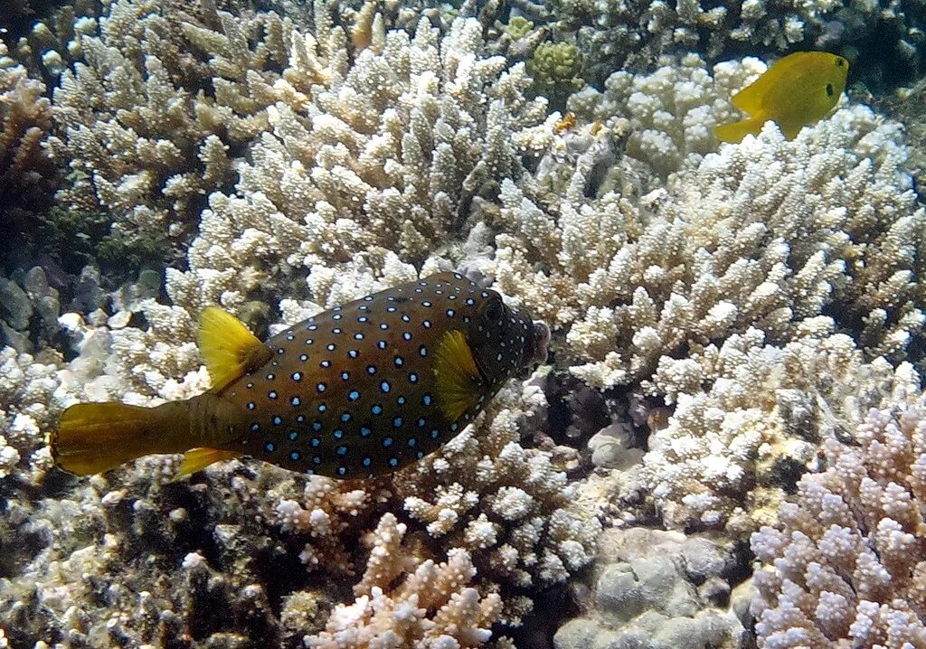 Морской горох. Подводный мир Египта Шарм-Эль-Шейх. Рыбы Шарм Эль шейха. Рыба кузовок красное море. Рыбки в Шарм Эль Шейхе.