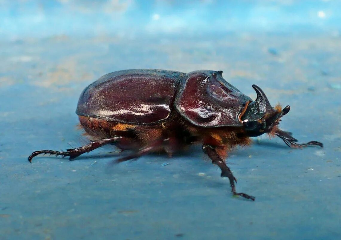 Жук навозник скарабей. Большой жук рогач. Существует ли жук. Жужелица-мягкотелка. Хищный жук жужелица.