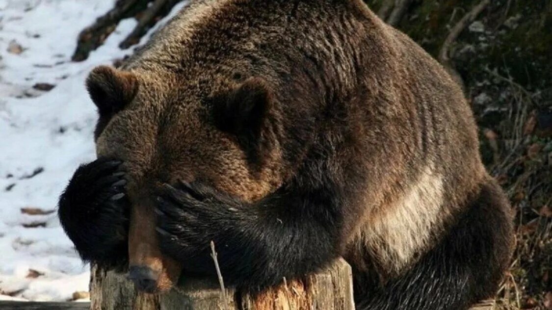 Медведи. Медведь плачет. Бурый медведь Мурманской области. Медведи в Мурманской области.