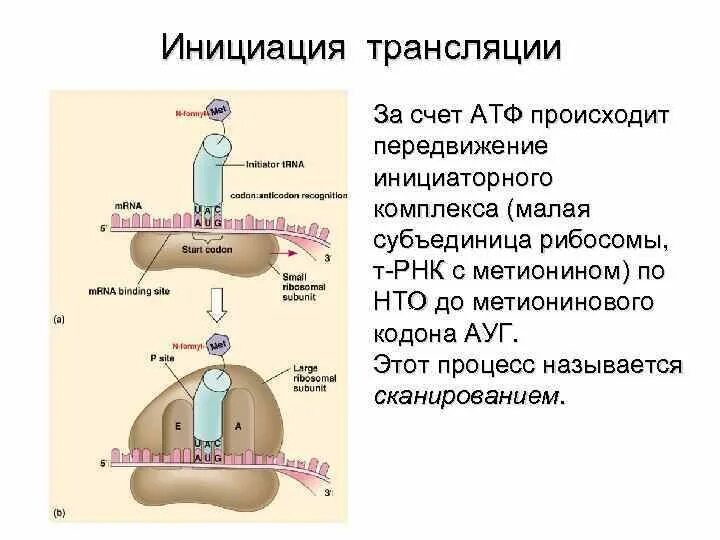 Функции инициации