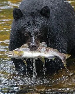 Bears eat fish
