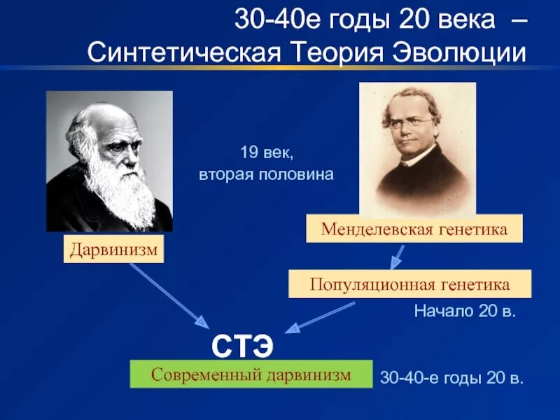 Синтетическая теория эволюции. Современная синтетическая теория эволюции. Теория эволюции ученые. Синтаксическая теория эволюции по биологии. Ученые современной теории эволюции